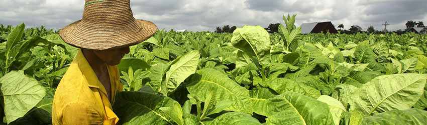 Das Besondere an kubanischen Zigarren