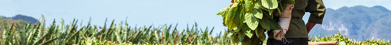 Mann trägt Tabakblätter auf Tabakfeld