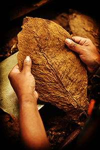 Qualitätskontrolle Manufaktur Kuba